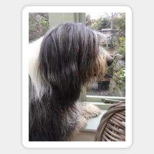 Bearded Collie - Did Somebody Say Walkies to this Beautiful Beardie?! Sticker